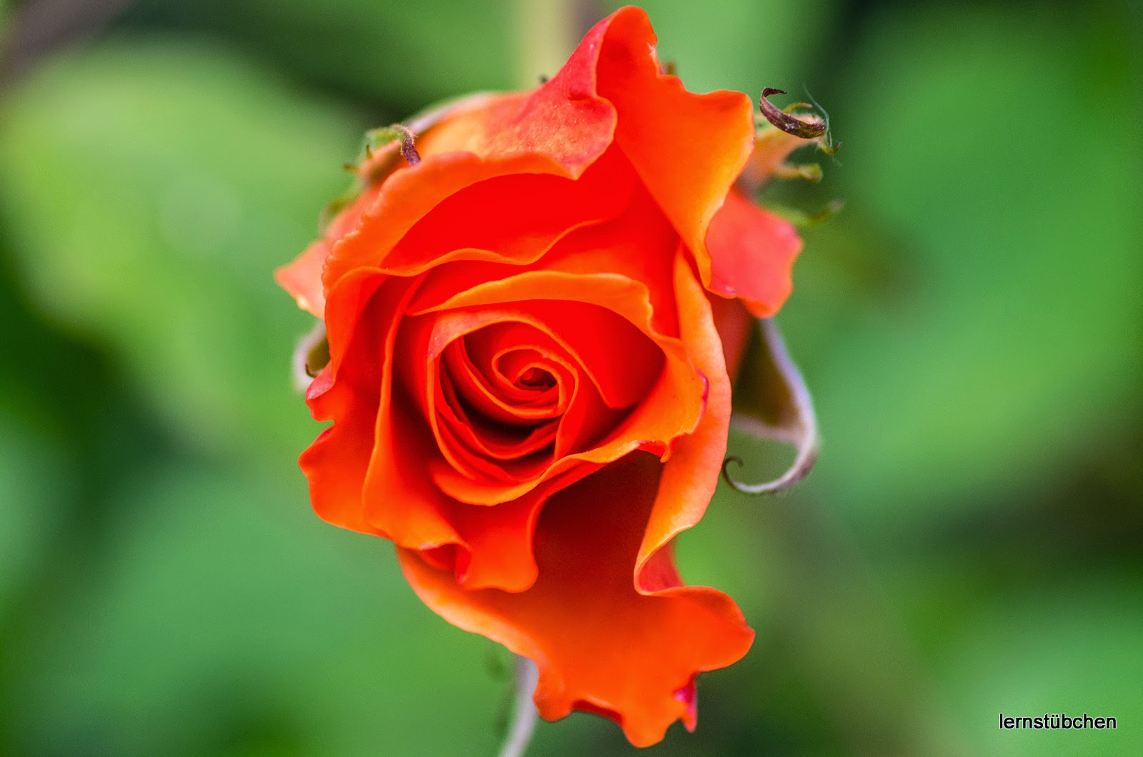 orangene Rose.jpeg